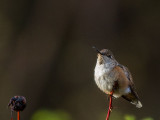 Rufous Hummingbird female