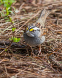 White-throated Sparrow