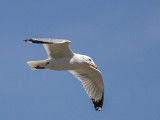 Ring-billed Gull