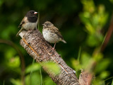 Dark-eyed Oregon Juncos