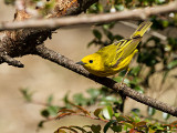 Yellow Warbler