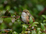 Rufous Hummingbird juvenile