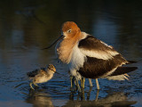 American Avocet and Chicks