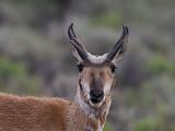 Pronghorn