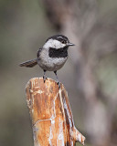 Mountain Chickadee