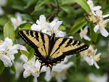 Western Tiger Swallowtail