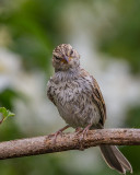 Chipping Sparrow juvenile