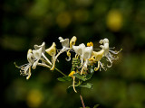 Honeysuckle (Lonicera)