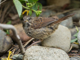 Song Sparrow juvenile