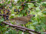 Swainsons Thrush