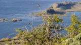 Finch Overlooking Columbia River