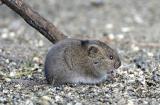 Meadow Vole