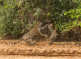 Jaguars Fighting