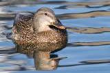 mallard 53