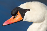 mute swan 15