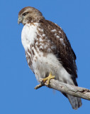 red-tailed hawk 320