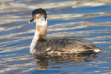 horned grebe 57