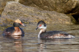 horned grebe 58