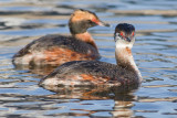 horned grebe 60