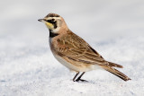 horned lark 71