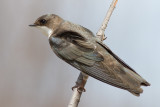 tree swallow 244