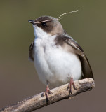 tree swallow 247