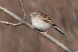 chipping sparrow 19