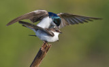 tree swallow 260