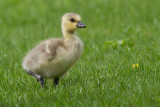 Canada Goose - gosling