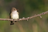least flycatcher 4