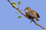 least flycatcher 5