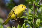 yelllow warbler 22