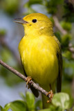 yellow warbler 29