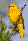 Yellow Warbler - Male