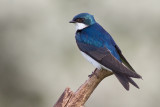 tree swallow 266