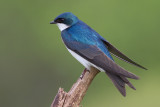 tree swallow 268