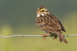 savannah sparrow 27