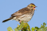 savannah sparrow 32