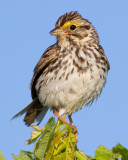 savannah sparrow 33