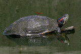 red-eared slider with dragonfly
