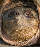 snapping turtle 6