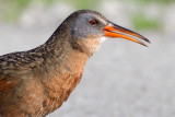 virginia rail 16