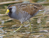 Sora Rail