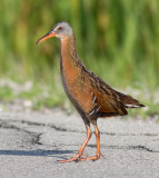 Virginia Rail 24