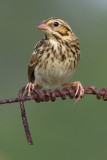 savannah sparrow fledgling 2