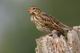 savannah sparrow fledgling 3