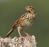 savannah sparrow fledgling 4
