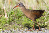 virginia rail 25