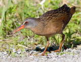 virginia rail 26