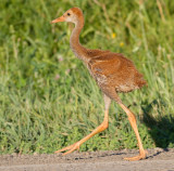 sandhill crane colt (chick) 8